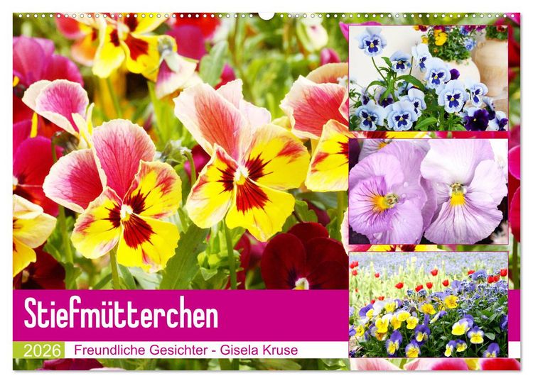 Produktbild: Stiefm&uuml;tterchen Freundliche Gesichter (Wandkalender 2026 DIN A2 quer), CALVENDO Monatskalender