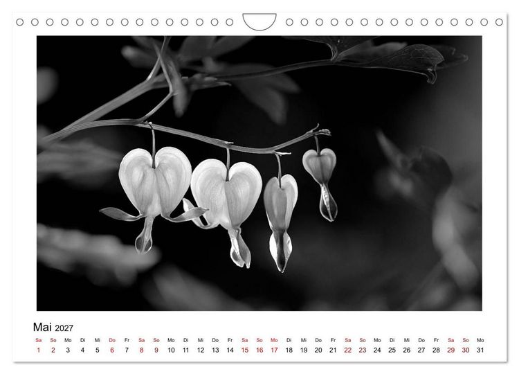 Produktbild: Die grafische Sch&ouml;nheit der Pflanzen &ndash; Schwarz-Wei&szlig; (Wandkalender 2027 DIN A4 quer), CALVENDO Monatskalender