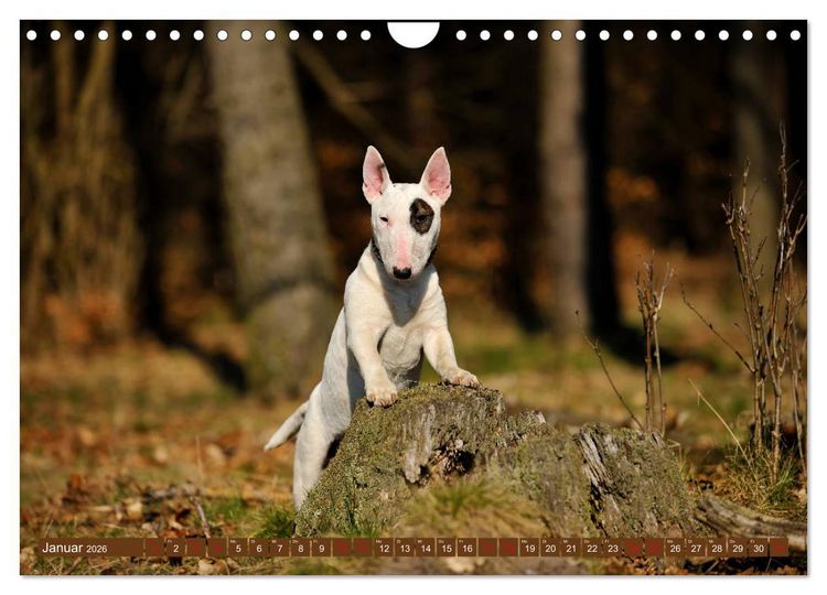 Produktbild: Bullterrier, Powerpakete auf 4 Pfoten (Wandkalender 2026 DIN A4 quer), CALVENDO Monatskalender