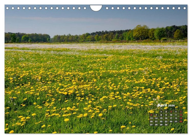 Produktbild: Die Dingdener Heide im Wandel der Jahreszeiten (Wandkalender 2026 DIN A4 quer), CALVENDO Monatskalender