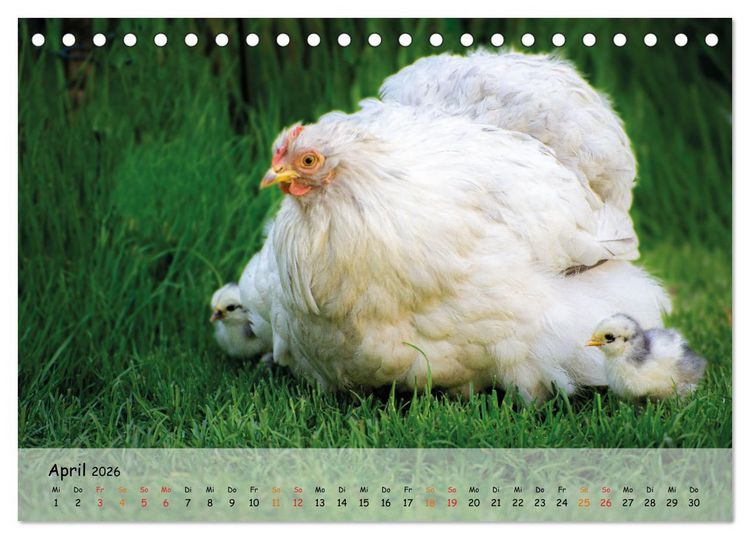 Produktbild: H&uuml;hner im Garten (Tischkalender 2026 DIN A5 quer), CALVENDO Monatskalender