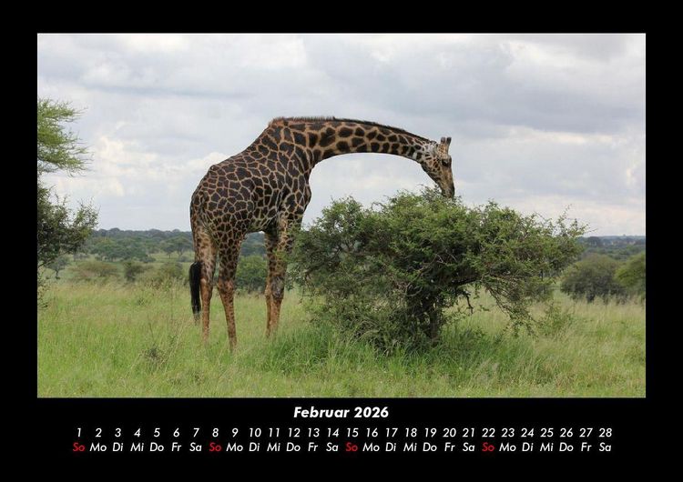 Produktbild: Giraffen 2026 Fotokalender DIN A3