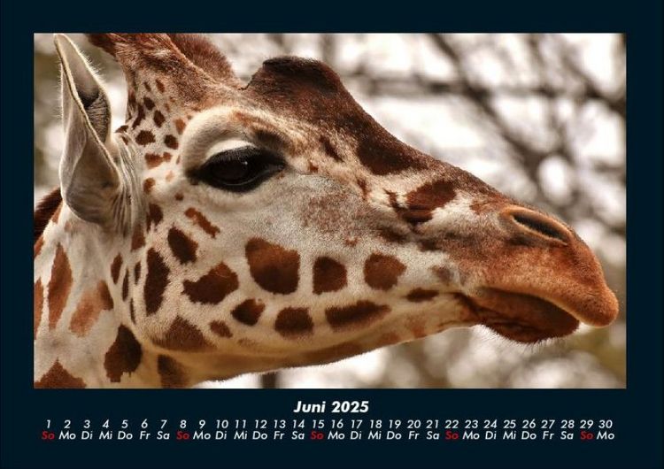 Produktbild: Giraffen 2025 Fotokalender DIN A4