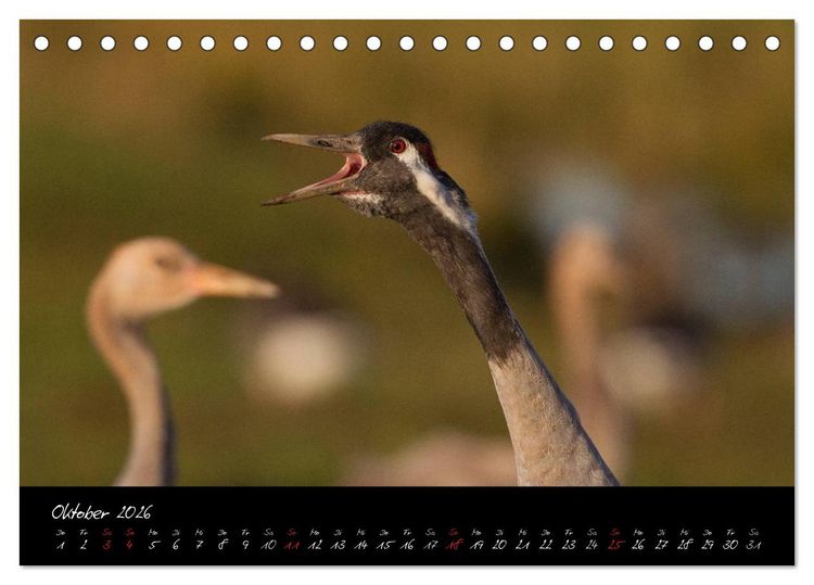 Produktbild: Kraniche - V&ouml;gel des Gl&uuml;cks (Tischkalender 2026 DIN A5 quer), CALVENDO Monatskalender