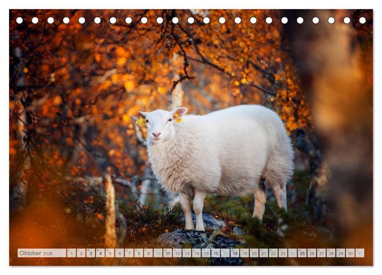 Produktbild: Schafe - Raues Wetter, weiche Wolle (Tischkalender 2026 DIN A5 quer), CALVENDO Monatskalender