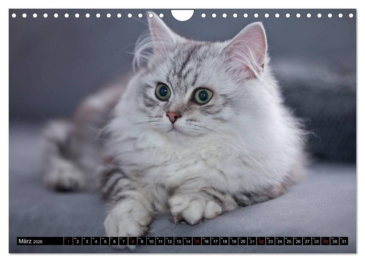Produktbild: Rassekatzen (Wandkalender 2026 DIN A4 quer), CALVENDO Monatskalender