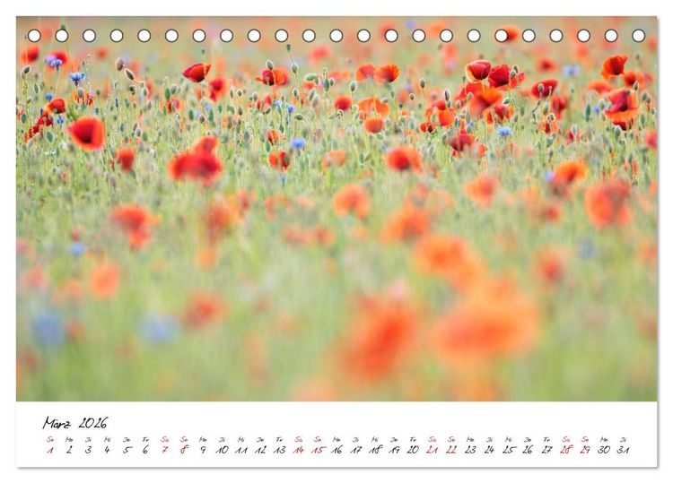 Produktbild: Mohnwiesen (Tischkalender 2026 DIN A5 quer), CALVENDO Monatskalender