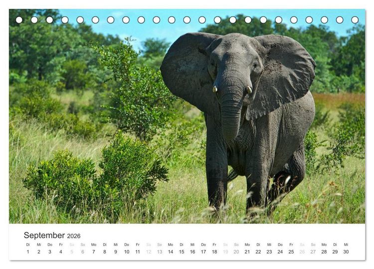 Produktbild: Elefanten - Sanfte Riesen in Afrika (Tischkalender 2026 DIN A5 quer), CALVENDO Monatskalender