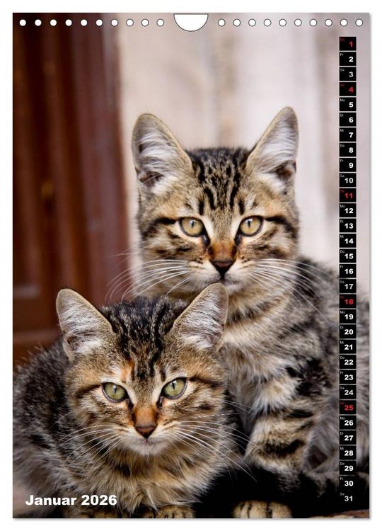 Produktbild: Istanbuls Katzen (Wandkalender 2026 DIN A4 hoch), CALVENDO Monatskalender