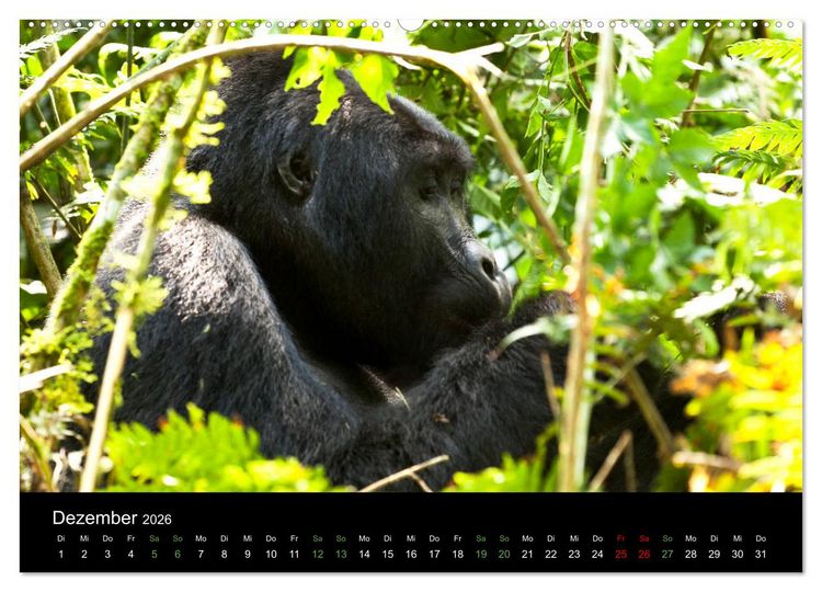 Produktbild: Ugandas friedliche Berggorillas (Wandkalender 2026 DIN A2 quer), CALVENDO Monatskalender