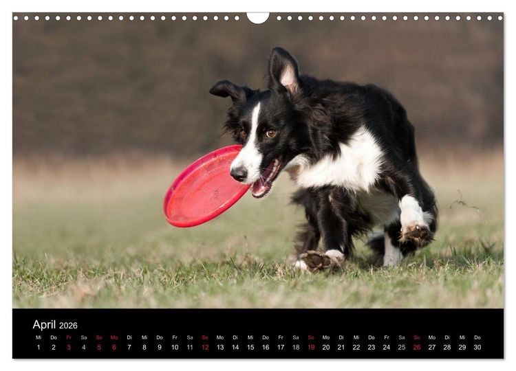 Produktbild: Border Collies (Wandkalender 2026 DIN A3 quer), CALVENDO Monatskalender