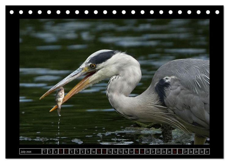 Produktbild: The heron parade (Desk Calendar 2026 DIN A5 landscape), CALVENDO 12 Month DeskCalendar