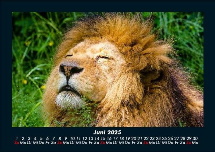Produktbild: L&ouml;wen in der Wildnis 2025 Fotokalender DIN A5