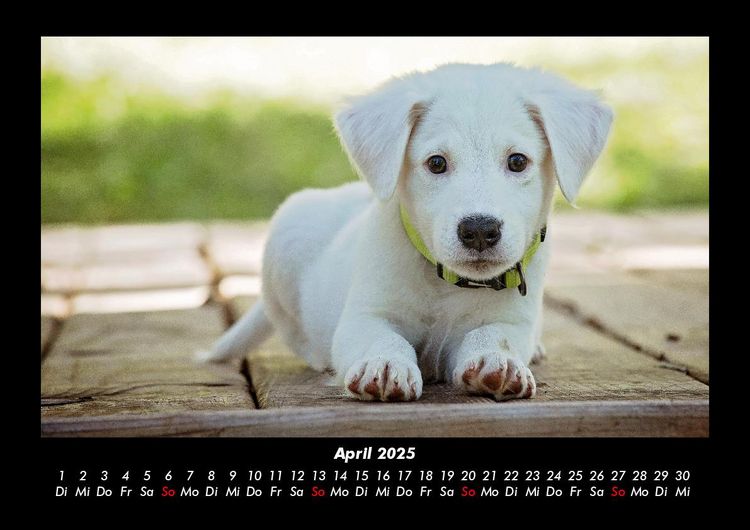 Produktbild: Der Hundekalender 2025 Fotokalender DIN A3