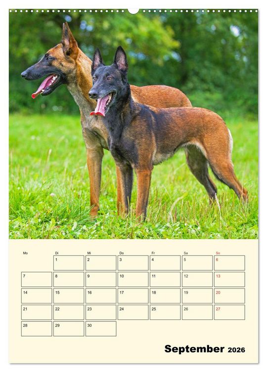 Produktbild: Familienplaner Tausendsassa Malinois (Wandkalender 2026 DIN A2 hoch), CALVENDO Monatskalender