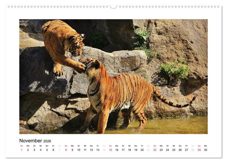 Produktbild: Tiger 2026 (Wandkalender 2026 DIN A2 quer), CALVENDO Monatskalender