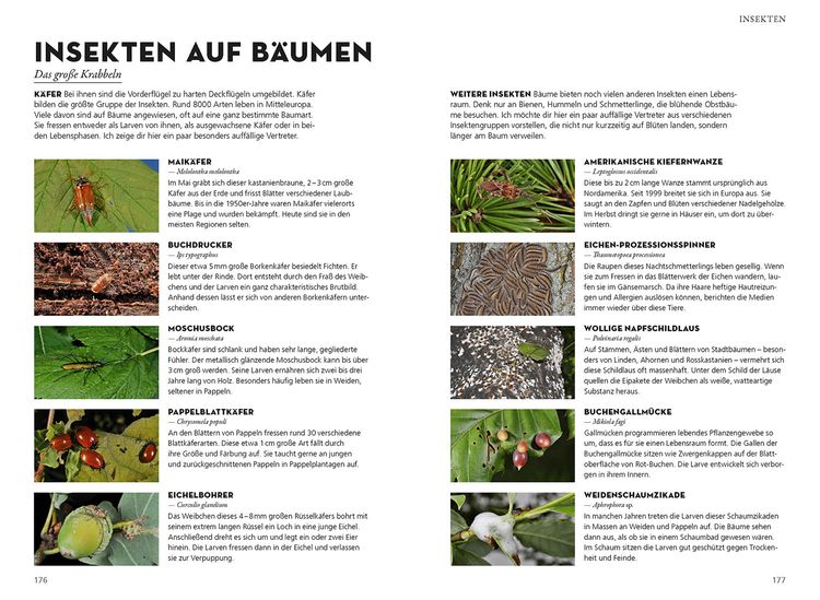 Produktbild: Die siehst du! B&auml;ume