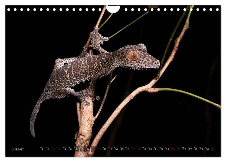 Produktbild: Reptilien auf Madagaskar (Wandkalender 2027 DIN A4 quer), CALVENDO Monatskalender