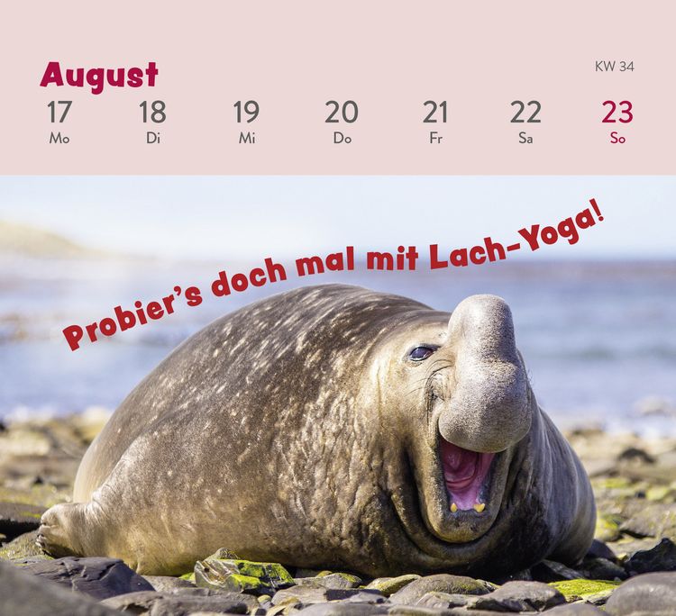 Produktbild: Mini-Wochenkalender 2026: Tierisch gechillt!