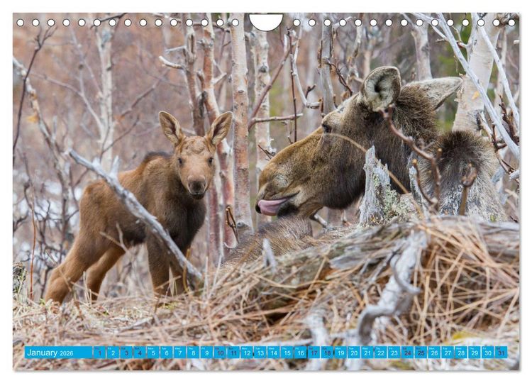Produktbild: FIRST STEPS FOR BABY MOOSE (Wall Calendar 2026 DIN A4 landscape), CALVENDO 12 Month Wall Calendar