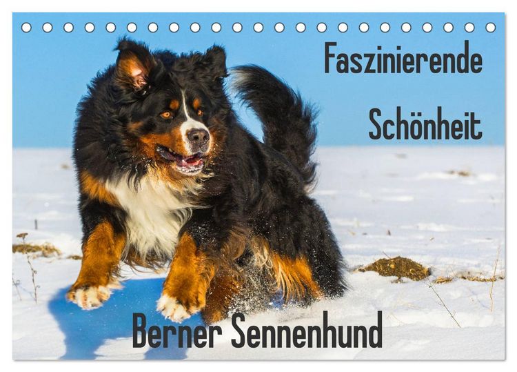 Produktbild: Faszinierende Sch&ouml;nheit Berner Sennenhund (Tischkalender 2026 DIN A5 quer), CALVENDO Monatskalender
