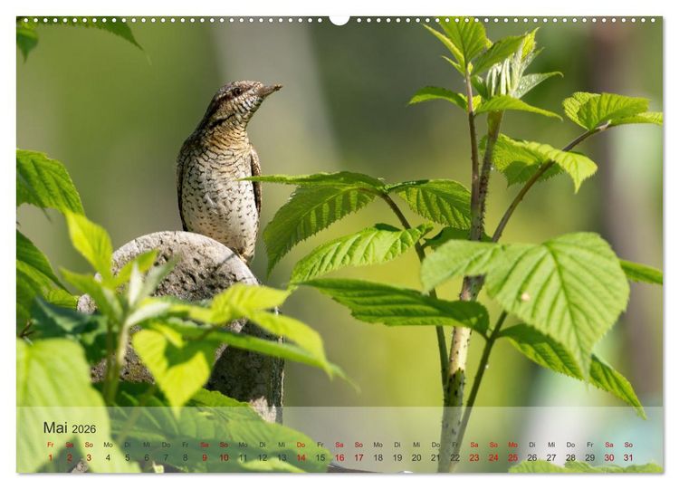 Produktbild: Fantastische Vogelwelt Slowenien (Wandkalender 2026 DIN A2 quer), CALVENDO Monatskalender