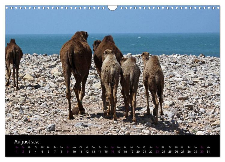Produktbild: Kamele 2026 - Unterwegs mit zottigen W&uuml;stenschiffen (Wandkalender 2026 DIN A3 quer), CALVENDO Monatskalender