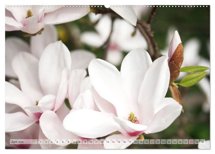 Produktbild: Magnolien Ein Bl&uuml;tenrausch (Wandkalender 2026 DIN A2 quer), CALVENDO Monatskalender