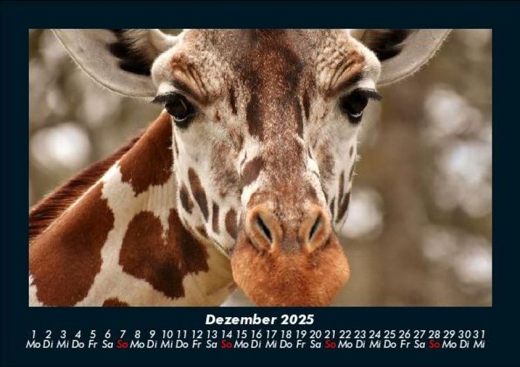 Produktbild: Giraffen 2025 Fotokalender DIN A5