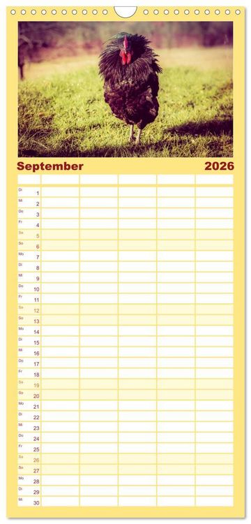 Produktbild: Familienplaner 2026 - H&uuml;hner in meinem Garten mit 5 Spalten (Wandkalender, 21 x 45 cm) CALVENDO