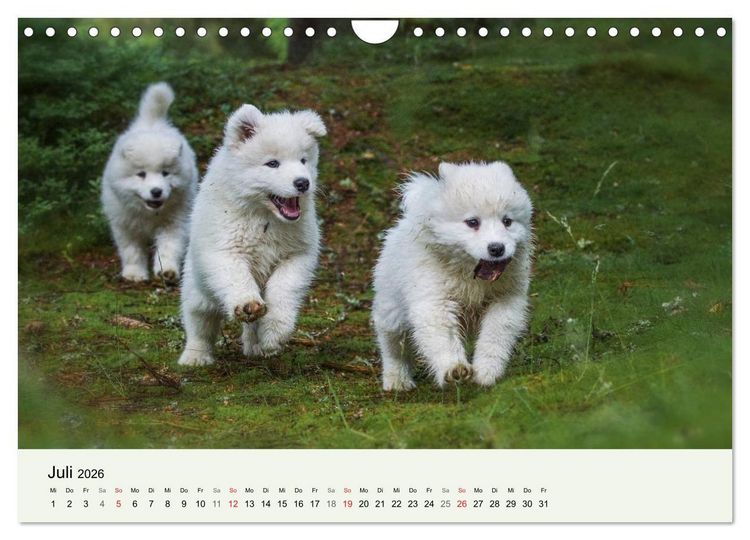 Produktbild: Kleine Samojeden - Eisb&auml;rchen Abenteuer im M&auml;rchenwald (Wandkalender 2026 DIN A4 quer), CALVENDO Monatskalender