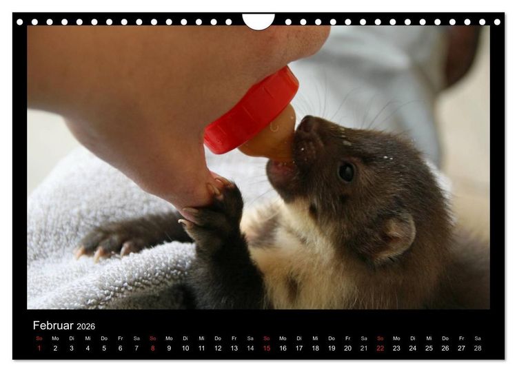 Produktbild: Marderkinder (Wandkalender 2026 DIN A4 quer), CALVENDO Monatskalender