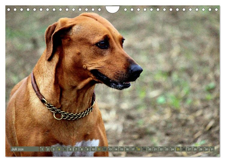 Produktbild: Rhodesian Ridgeback Augen-Blicke (Wandkalender 2026 DIN A4 quer), CALVENDO Monatskalender