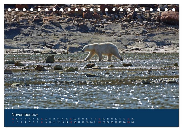 Produktbild: Das Leben der etwas "anderen" Eisb&auml;ren! (Tischkalender 2026 DIN A5 quer), CALVENDO Monatskalender