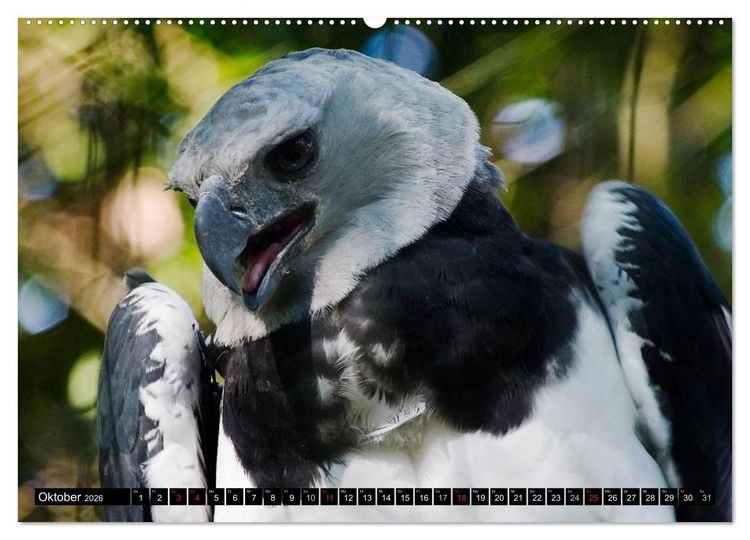 Produktbild: Greifv&ouml;gel (Wandkalender 2026 DIN A2 quer), CALVENDO Monatskalender