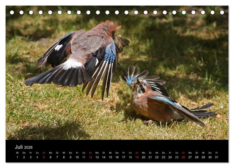 Produktbild: Eichelh&auml;her der Waldpolizist (Tischkalender 2026 DIN A5 quer), CALVENDO Monatskalender