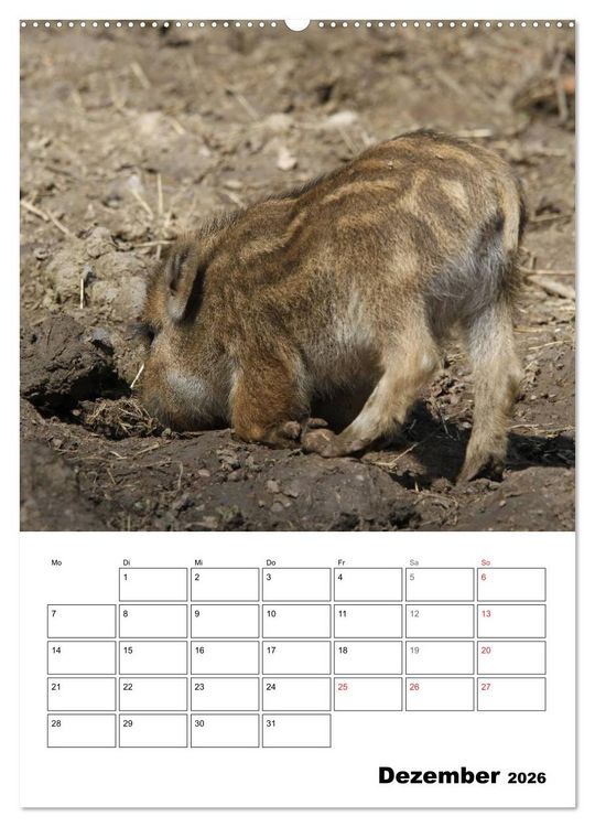 Produktbild: Der wildschweinische Terminplaner (hochwertiger Premium Wandkalender 2026 DIN A2 hoch), Kunstdruck in Hochglanz