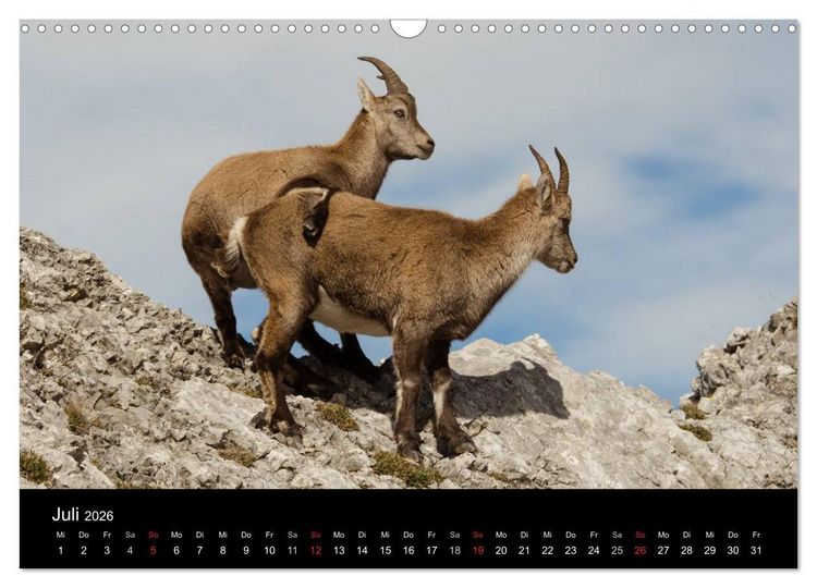 Produktbild: Steinwild in den Schweizer Voralpen (Wandkalender 2026 DIN A3 quer), CALVENDO Monatskalender