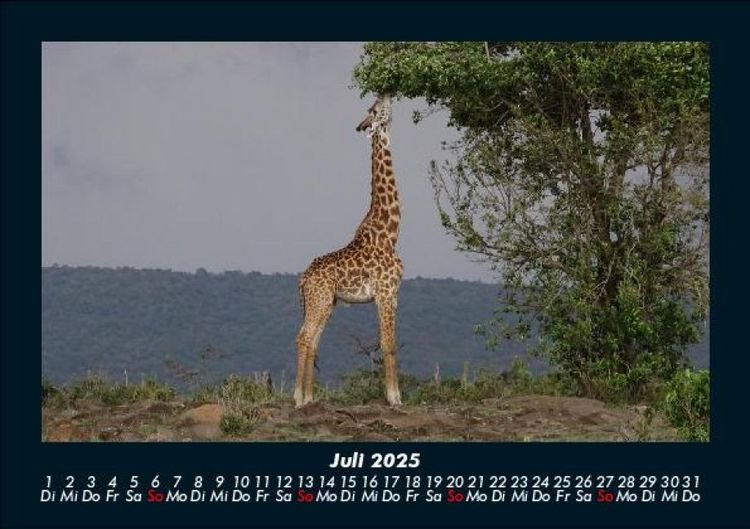 Produktbild: Giraffen 2025 Fotokalender DIN A5