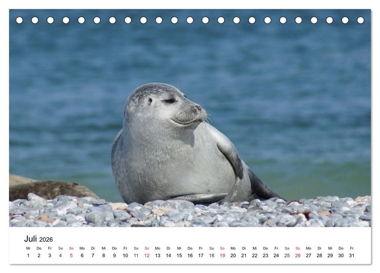 Produktbild: Das Leben der Robben (Tischkalender 2026 DIN A5 quer), CALVENDO Monatskalender