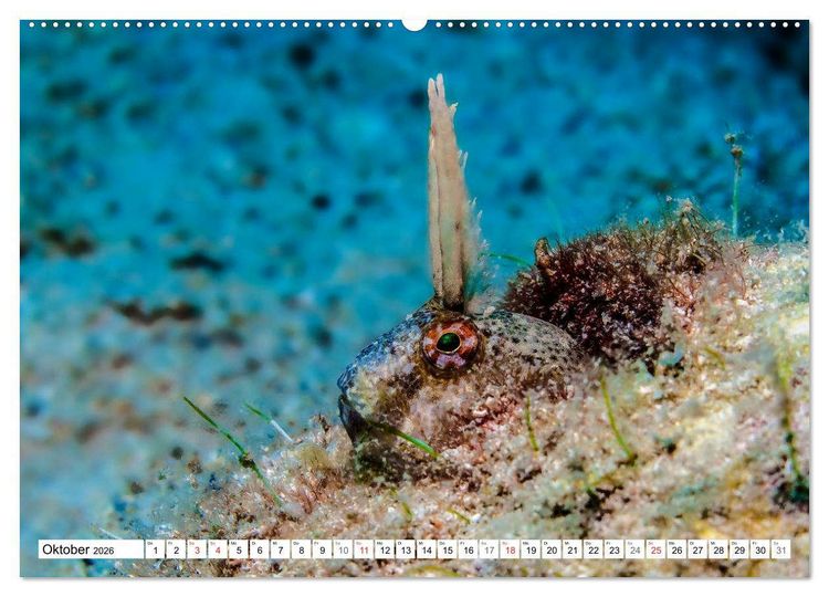 Produktbild: Tauchen im Mittelmeer (hochwertiger Premium Wandkalender 2026 DIN A2 quer), Kunstdruck in Hochglanz