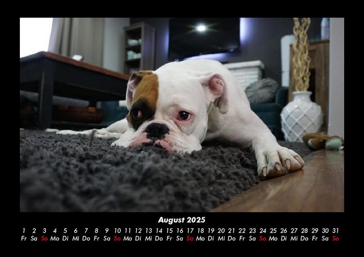 Produktbild: Der Hundekalender 2025 Fotokalender DIN A3