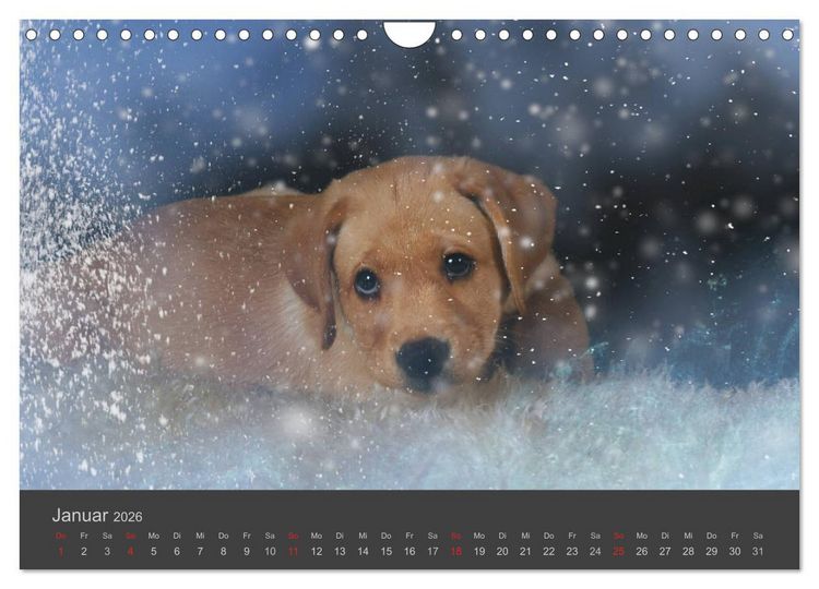 Produktbild: HUNDE LEBEN IST BUNT (Wandkalender 2026 DIN A4 quer), CALVENDO Monatskalender