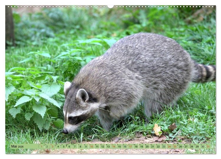 Produktbild: Der Waschb&auml;r - Der Maskentr&auml;ger in unseren W&auml;ldern (Wandkalender 2026 DIN A2 quer), CALVENDO Monatskalender