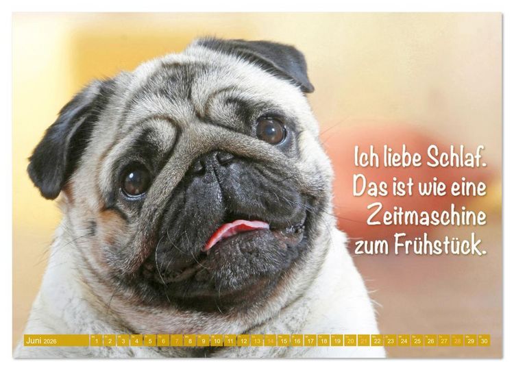 Produktbild: Der Mops: Nicht klein, sondern aufs Wesentliche reduziert. (Wandkalender 2026 DIN A2 quer), CALVENDO Monatskalender