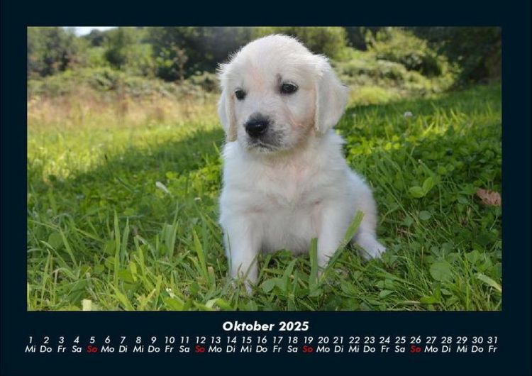 Produktbild: Welpen 2025 Fotokalender DIN A4