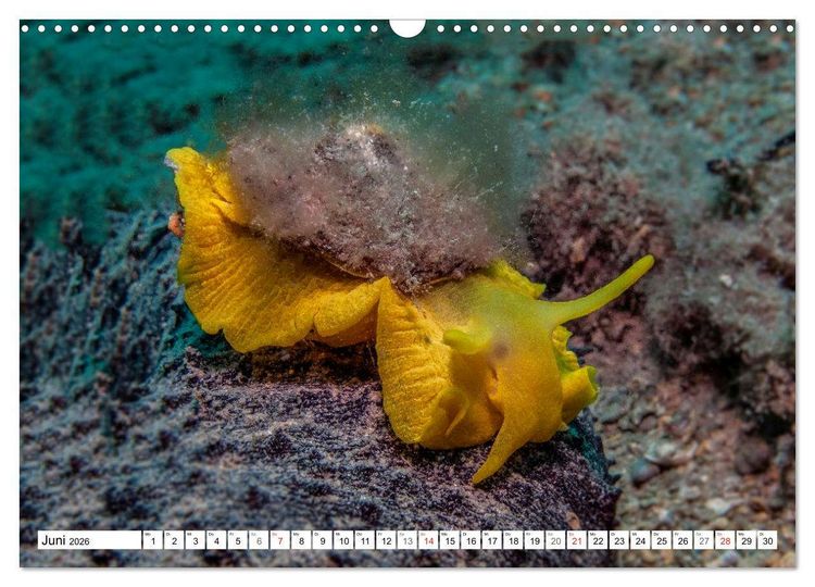 Produktbild: Tauchen im Mittelmeer (Wandkalender 2026 DIN A3 quer), CALVENDO Monatskalender