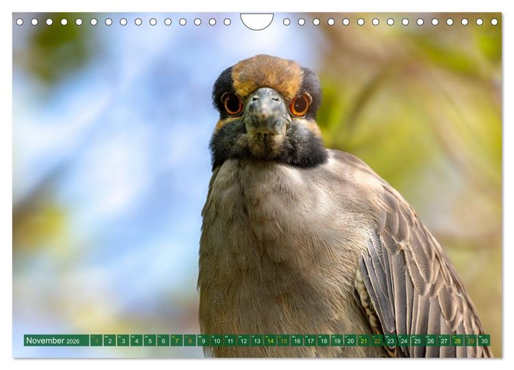 Produktbild: Gr&uuml;nreiher - Krabbenreiher - Nachtreiher (Wandkalender 2026 DIN A4 quer), CALVENDO Monatskalender