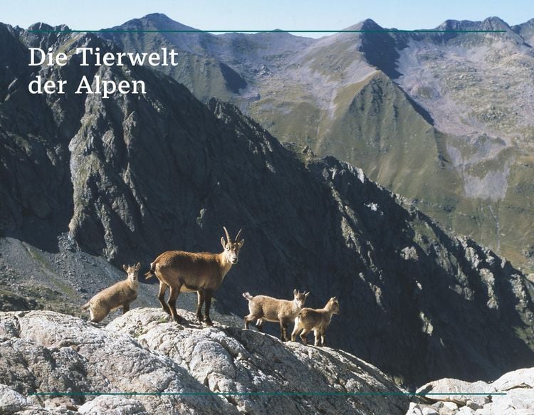 Produktbild: Der illustrierte Naturf&uuml;hrer Alpen