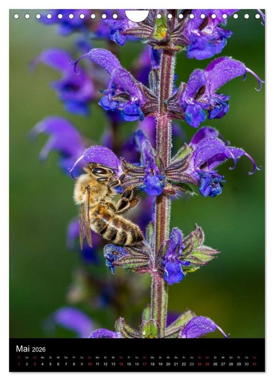 Produktbild: Bienen und Hummeln (Wandkalender 2026 DIN A4 hoch), CALVENDO Monatskalender